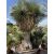 Yucca rostrata ( Óriás!)