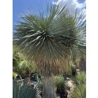 Yucca rostrata ( Óriás!)