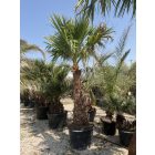 Mexikói pálma (300 cm)