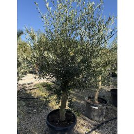 Olajfa (180-200 cm magas) Olajfa (180-200 cm magas)