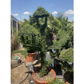 Lámpás háromágú forma / Lonicera Nitida (190 cm)