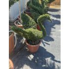 Hattyú forma / Lonicera Nitida (80 cm)