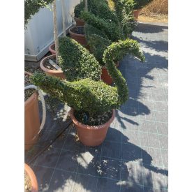 Hattyú forma / Lonicera Nitida (80 cm)