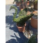 Hattyú forma / Lonicera Nitida (80 cm)