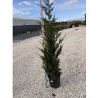 Leylandi Ciprus (150-175 cm)