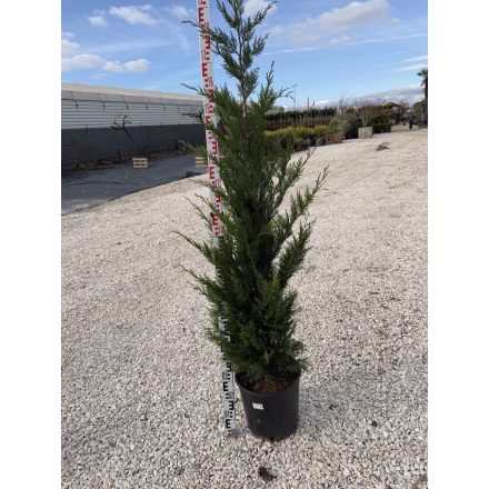 Leylandi Ciprus (150-175 cm)