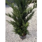 Leylandi Ciprus (150-175 cm)