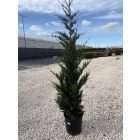 Leylandi Ciprus (150-175 cm)