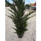 Leylandi Ciprus (150-175 cm)