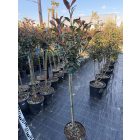 Korallberkenye "Compacta" Törzses