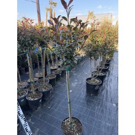 Korallberkenye "Compacta" Törzses