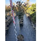 Korallberkenye "Compacta" Törzses