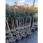 Korallberkenye "Compacta" Törzses