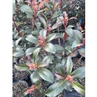 Korallberkenye "Compacta" Törzses