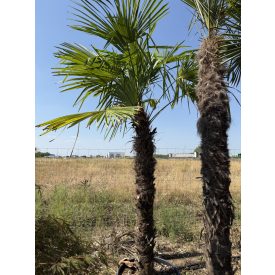 Kínai kenderpálma (240-260 cm magas) Kínai kenderpálma (240-260 cm magas)