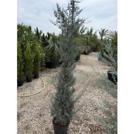 Arizonai ciprus (200 cm)