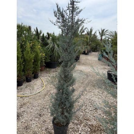 Arizonai ciprus (200 cm)