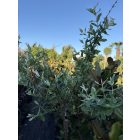 Tarka levelű Japán fűz