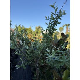 Tarka levelű Japán fűz