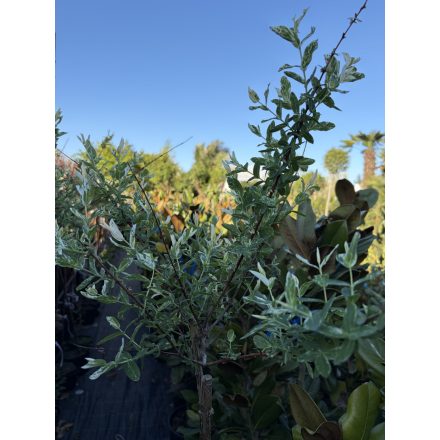 Tarka levelű Japán fűz