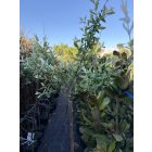 Tarka levelű Japán fűz