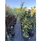 Tarka levelű Japán fűz