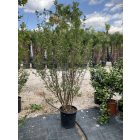 Kínai selyemmirtusz bokor (190-210 cm)