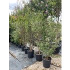 Kínai selyemmirtusz bokor (190-210 cm)