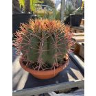 Ferocactus stainesii var. pilosusegy (30 cm magas)