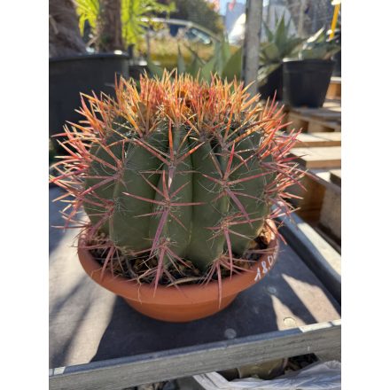 Ferocactus stainesii var. pilosusegy (30 cm magas)