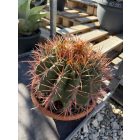 Ferocactus stainesii var. pilosusegy (30 cm magas)