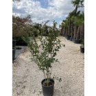 Kínai selyemmirtusz bokor (150-160 cm)