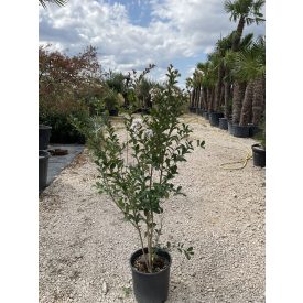 Kínai selyemmirtusz bokor (150-160 cm) Kínai selyemmirtusz bokor (150-160 cm)