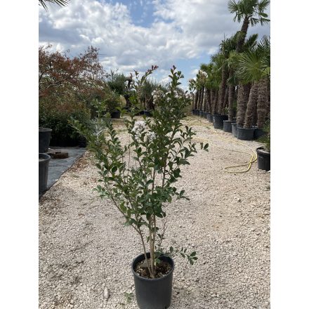 Kínai selyemmirtusz bokor (150-160 cm)