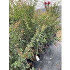 Kínai selyemmirtusz bokor (150-160 cm)