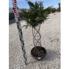 Leylandi Ciprus Fonott (120 cm)