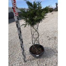 Leylandi Ciprus Fonott (120 cm)