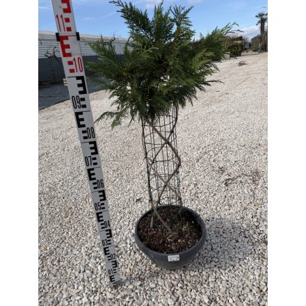 Leylandi Ciprus Fonott (120 cm)