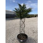 Leylandi Ciprus Fonott (120 cm)