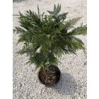 Leylandi Ciprus Fonott (120 cm)