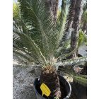 Cycas Panzhihuanensis (50 cm törzs)