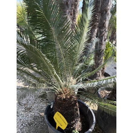 Cycas Panzhihuanensis (50 cm törzs)