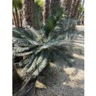 Cycas Panzhihuanensis (50 cm törzs)