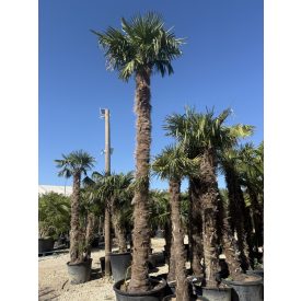 Kínai kenderpálma (4 méteres törzs) Kínai kenderpálma (4 méteres törzs)