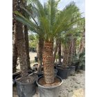 Cycas Taitungensis (120 cm törzs)