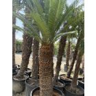 Cycas Taitungensis (120 cm törzs)