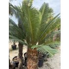 Cycas Taitungensis (120 cm törzs)