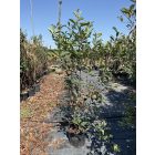 Korallberkenye “Red Robin” (180-200 cm)