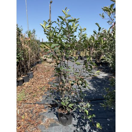 Korallberkenye “Red Robin” (180-200 cm)