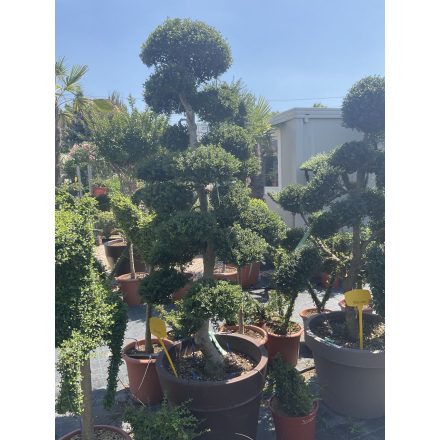 Bonsai 3 (220 cm)